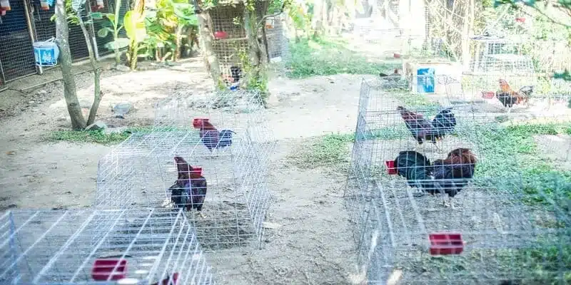 Trận đá gà QQ88 kịch tính thu hút người chơi cá cược