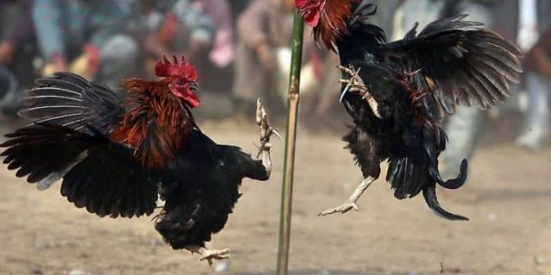 Đá gà cá cược đầy kịch tính